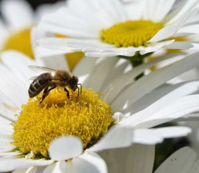 Honey bees communicate with each other through dance.