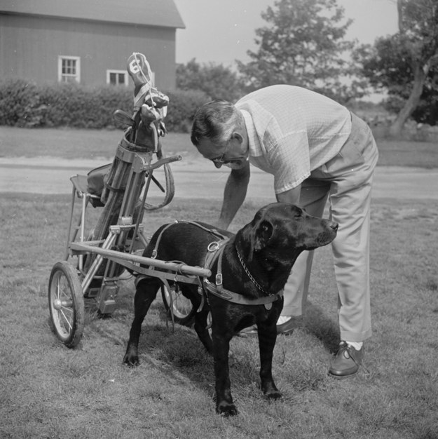 10.) This is definitely the cutest caddie ever.