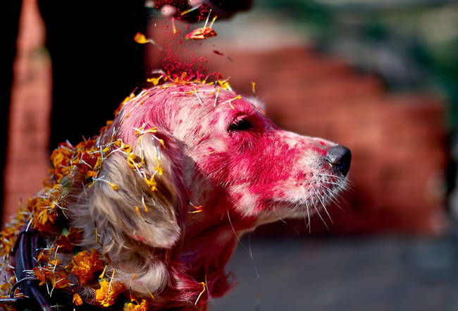 Dogs are believed to be the messenger of Lord Yamaraj, the god of death.