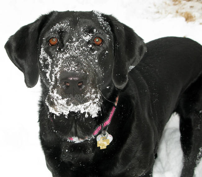 "I'm 99.9% sure I got all the snow off."