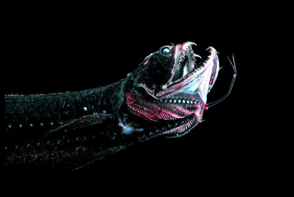 3. Dragonfish - These little guys (most only grow to about 6 inches long) have a special organ called a photophore that allows them to produce light and let their prey come to them.