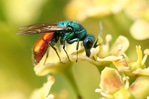 13.) Jewel Wasps: This parasitoid wasp use cockroaches as a live food supply for its developing larvae. It attacks the cockroach, paralyzing it. Then, it injects venom into the roach’s head, preventing it from trying to walk. The wasp then turns it into a zombie nursery, by laying its eggs into its abdomen. Yikes.