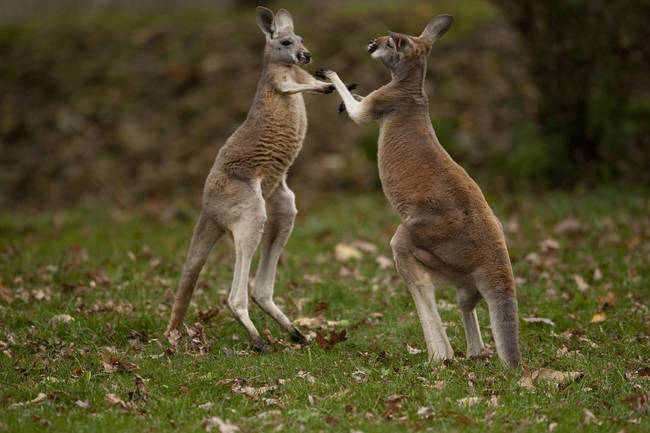 A pair of 'roos in the middle of a boxing match.