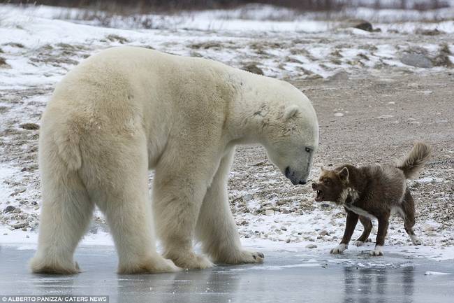 This polar bear grew interested in meeting a sled dog after meandering into camp.