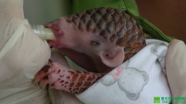 So the zoo workers stepped up to bottle feed her and give her the care she needs.