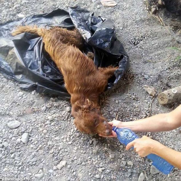 The woman, Emilia Lucchese, immediately released him from the bag and gave him water.