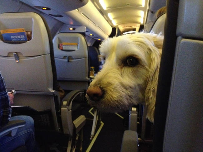 "Can you believe these snacks? Not ONE Milk Bone?"