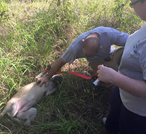 He even offered up his belly for belly rubs from one of the firefighters.