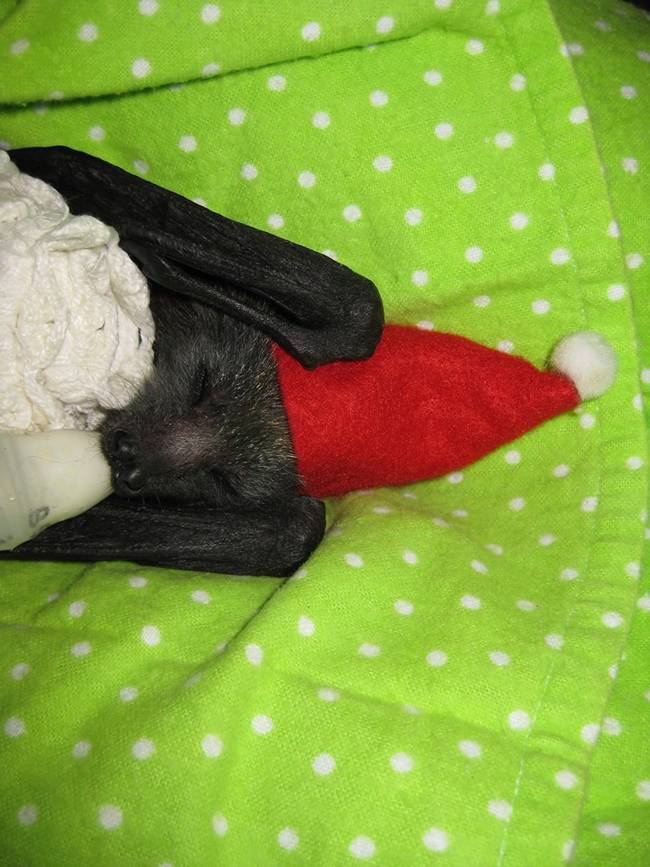 Pretending to sleep so Santa comes early?