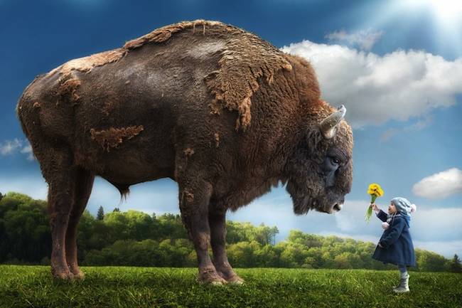 That's a big ol' bison right there - and an awesome picture!