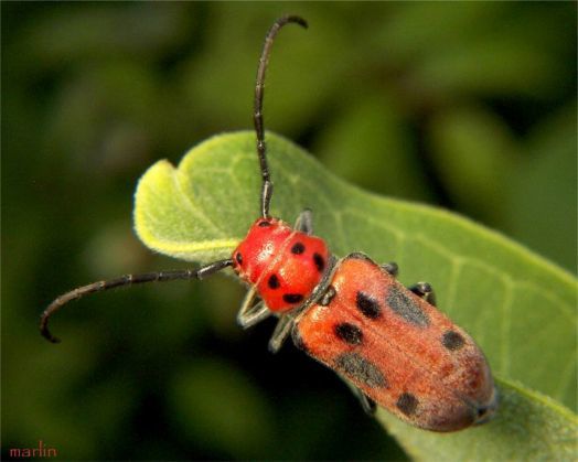 3.) Red Milkweed Beetle