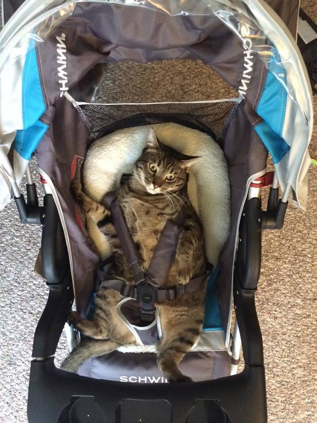 Safety first for this tabby tyke.