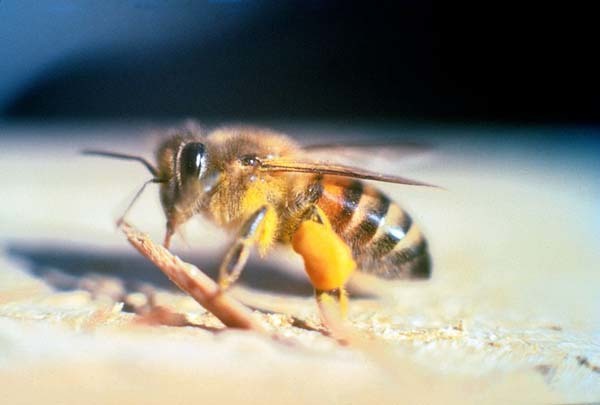 7.) Africanized Honey Bee: These are “killer bees.” Their ancestors were European honey bees crossed with African honey bees. They’re aggressive and extremely protective of their hives. Being swarmed by these bees can kill you, or result in so many stings your organs shut down.