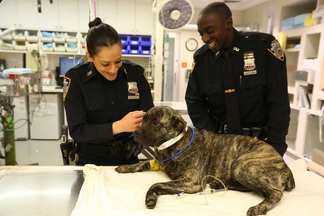 Initially named Rocky, which was later changed to Huxley, the pup was brought to the ASPCA in Queens. He had been hit by a car and was in rough shape.