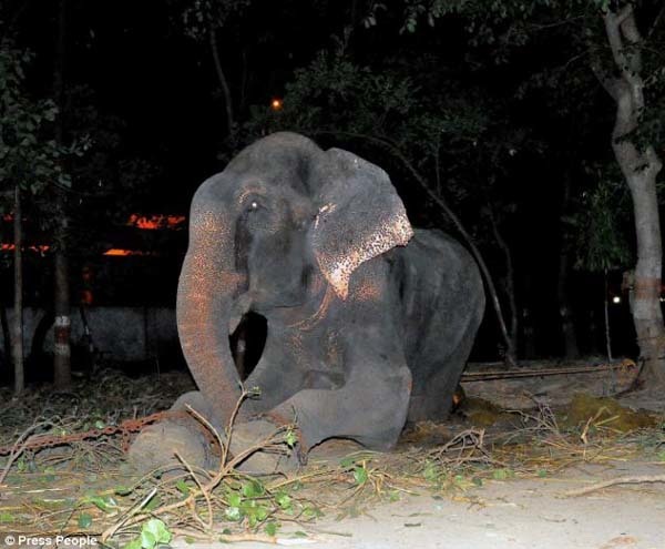 A 10 person team of vets and wildlife experts were joined by 20 forestry department officers and 6 police officers. Raju had an army rescuing him.