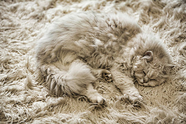 This cat can nap as long as it wants, because you never be able to find it.