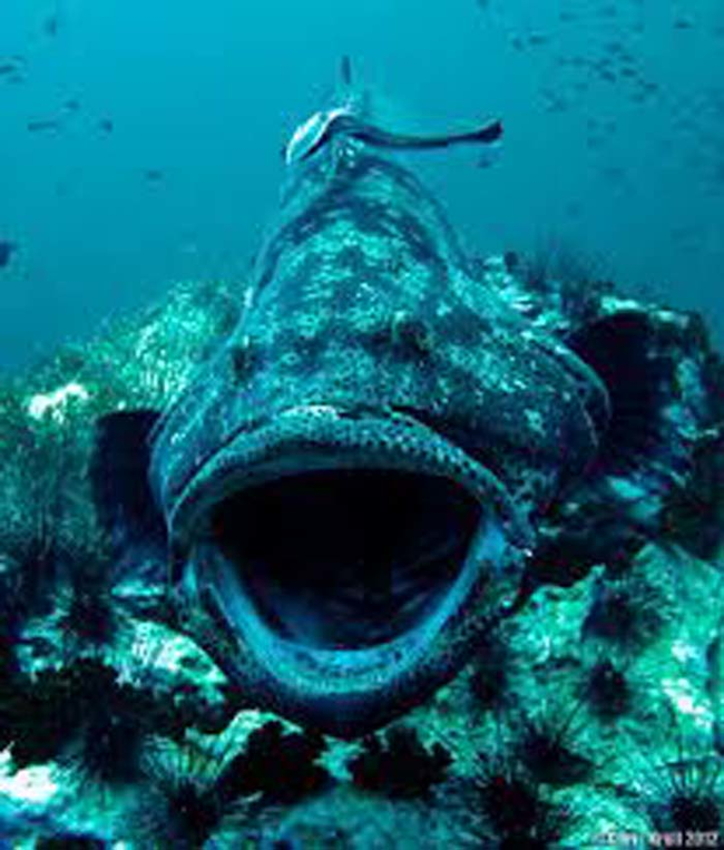 This is a giant grouper.