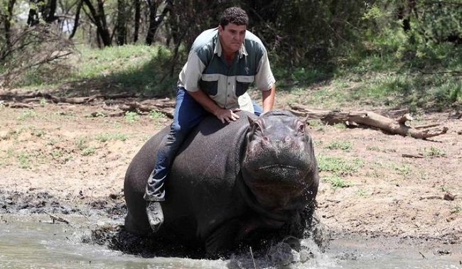 13.) Hippopotamus - South Africa, but nowhere safely