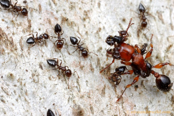 17.) There are more than 12,000 known species of ants, ranging in shape, color, and size from 0.03 to 2 inches in length.