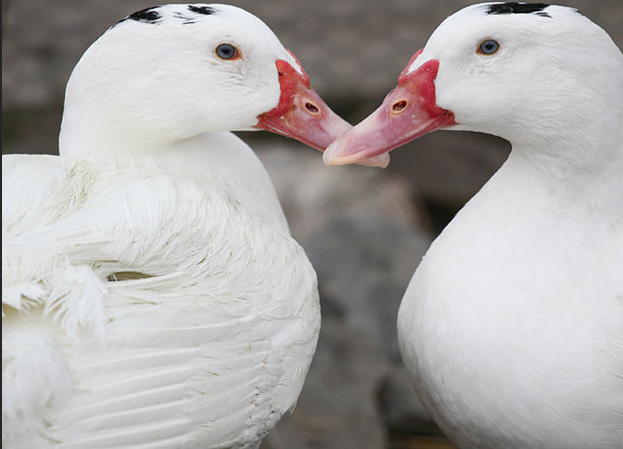 After: Upon receiving proper care, they made full recoveries and still live at the sanctuary.