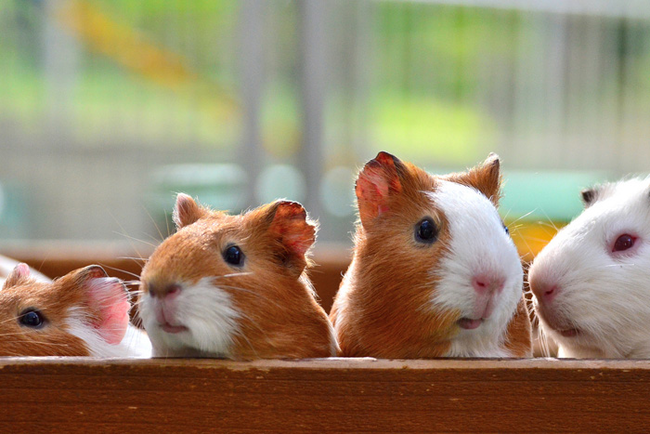 Guinea pigs have one of the shortest biological clocks in the animal kingdom and are able to get pregnant at just 4 weeks old. They don't wait long after giving birth, either; most sows go into heat 2-15 hours after their litter is born.