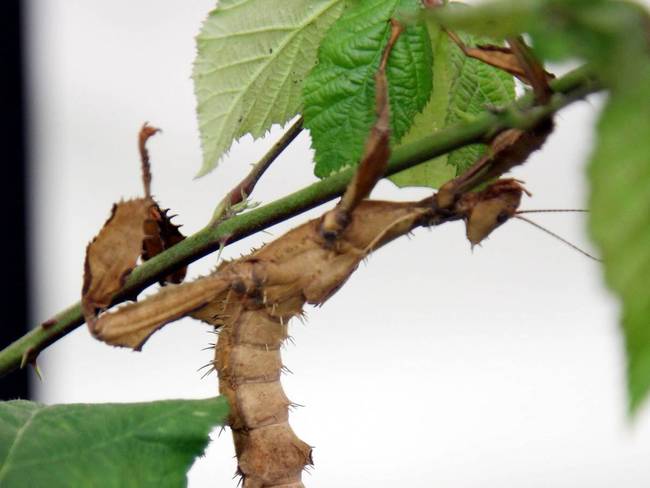 Walking Sticks