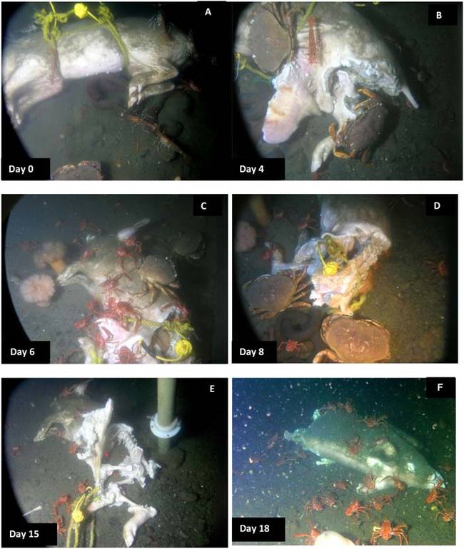 The first two bodies that researchers dropped in the water were stripped to the bones very quickly (about 3 weeks) by the inlet's crustaceans. However a third body took almost 90 days to be eaten. It was discovered that the difference in decomposition time was due to the lack of oxygen in water where the third body was placed.