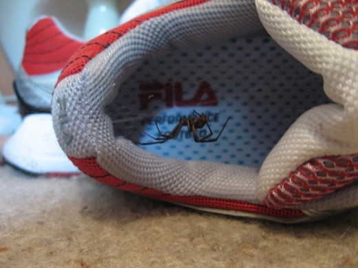 Spidershoephobia:  Fear that a spider has made your shoe his home and feasts on your feet flesh.