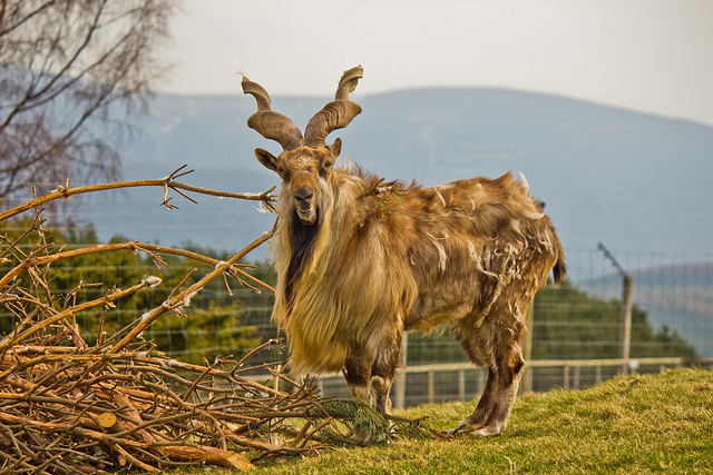 If this markhor's side burns aren't impressive to you, I don't know what to tell you. You're wrong.