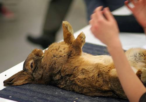 This hare just wants a belly rub.