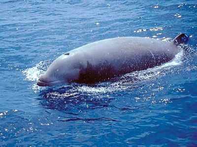 Ziphius: Medieval legend described this "water owl" as having a wedge shaped beak and massive wide eyes and was claimed to have attacked ships in northern seas. Likely inspired by what we know today as Cuvier’s Beaked Whale.