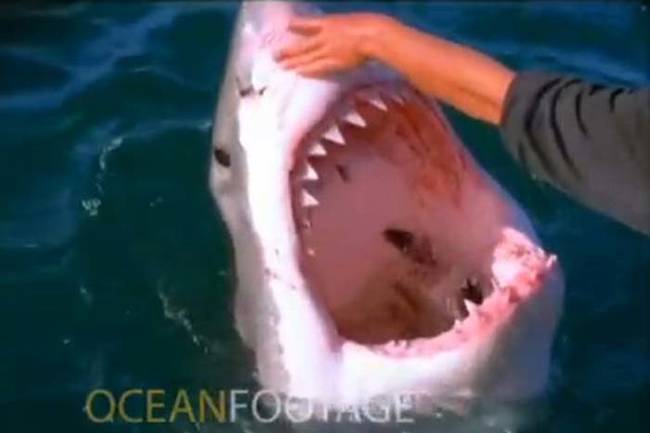 This man was fishing off the coast of South Africa in 2009. Suddenly, a great white shark approached his boat. Little did the shark know that this guy was not afraid of him.