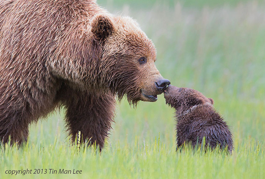 14.) Bear kisses.