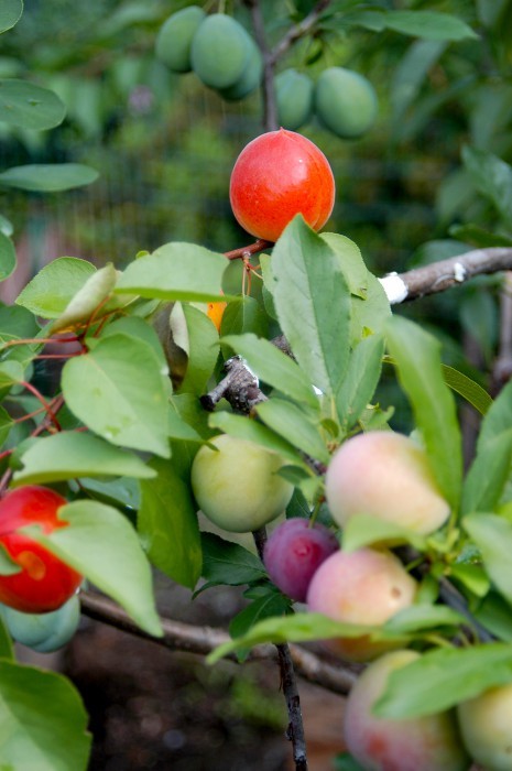 Soon after this, he learned that a local orchard was to be destroyed.