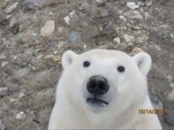 16.) Polar bear selfies are cool as ice.