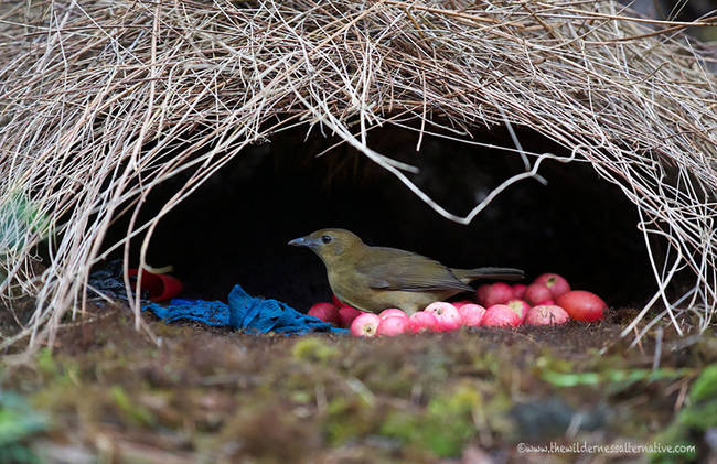 9.) The Male Vogelkop Bowerbird