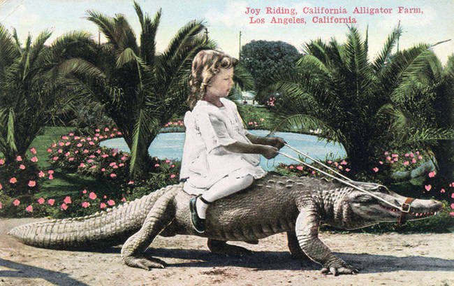 Most of the large alligator jaws seen in movie screens throughout the 1910s and the 1960s belonged to Billy.