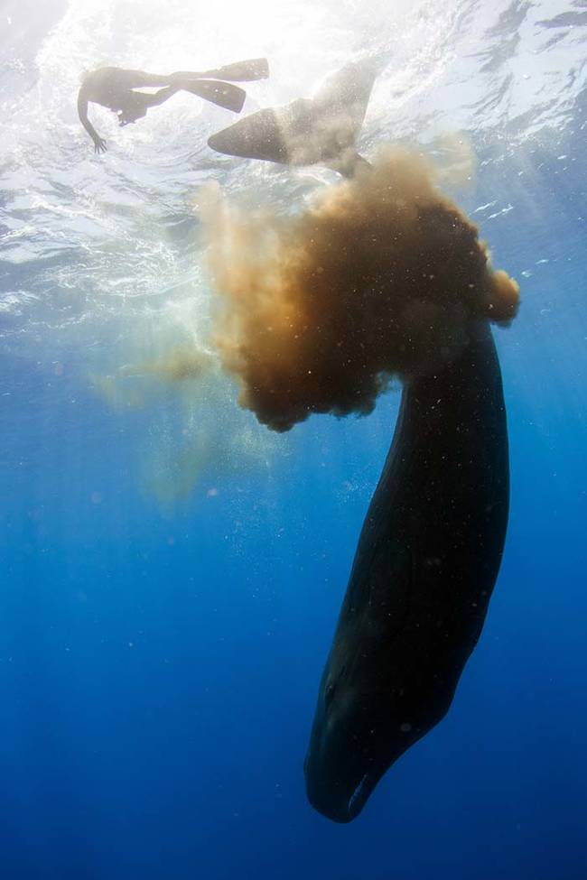 Keri Wilk, one of the divers, described the water as turning into chocolate milk. Worse yet, Wilk says he prefers to dive with just googles and a snorkle. He and the other divers ended up being coated in the whale's...ahem poo.