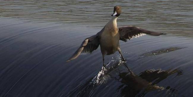 This duck doesn't even need a board to surf.