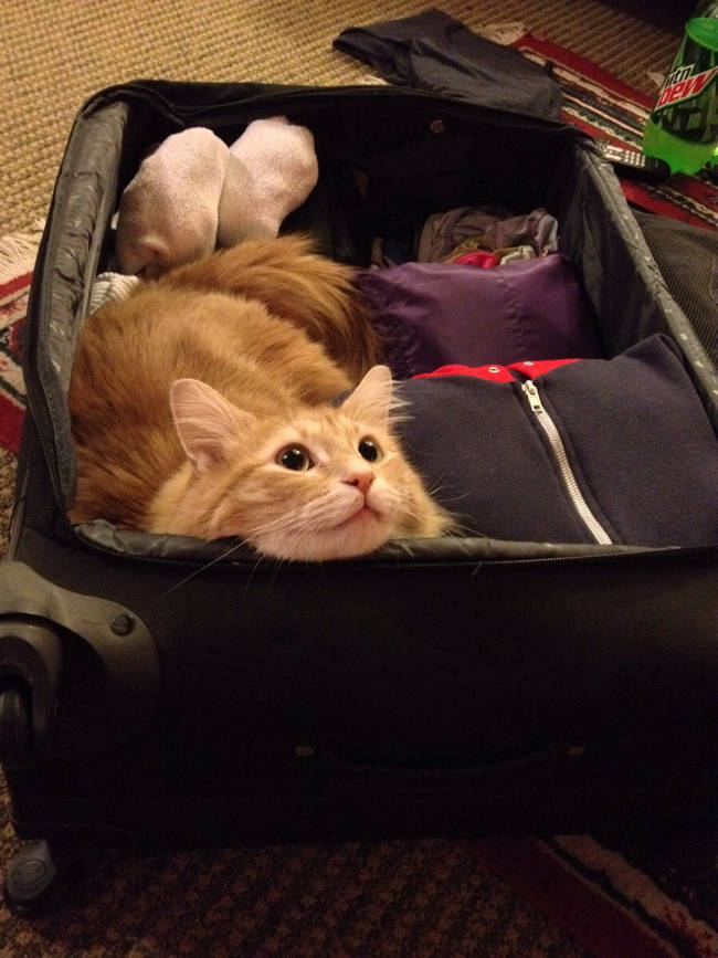 "Do we need to go over proper packing etiquette again?"