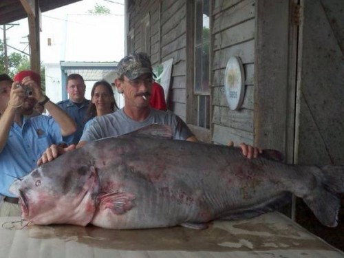 The record for largest blue catfish ever caught was done by Greg Bernal in 2010.  The fish weighed 130lb. and is disgusting to look at.