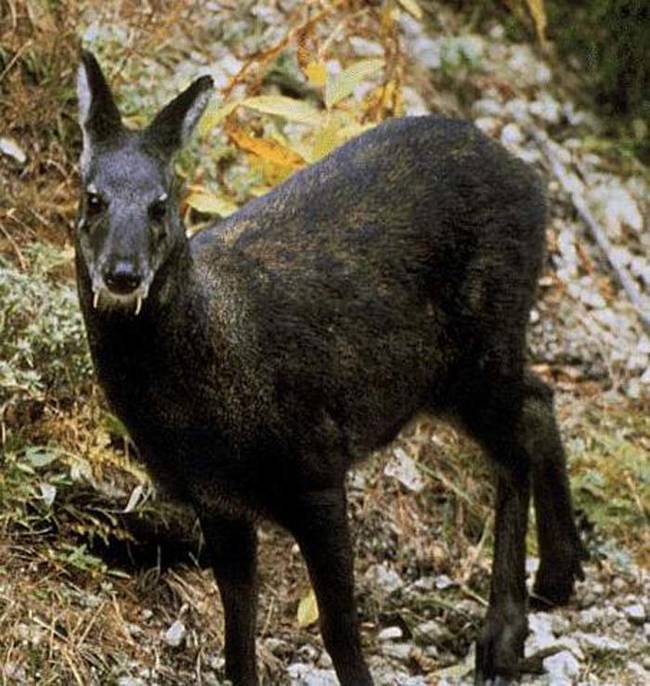 During that time, they recorded five sightings of musk deer. Only one of the sightings was of the male musk deer.