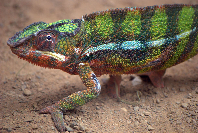 1.) Chameleon