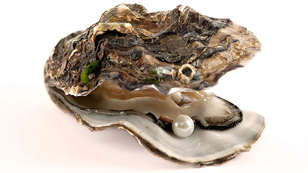 12.) Oysters can change their sex. It just depends on which is more advantageous for mating.