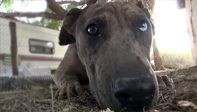 These dogs were living, neglected, in 100+ degree weather.