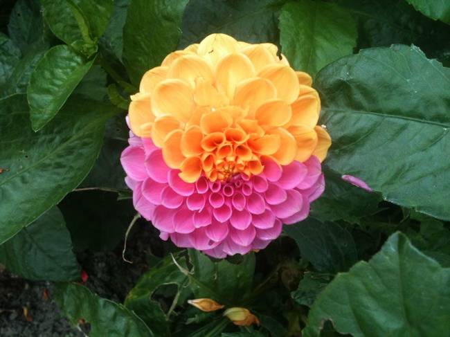 Sporting Flowers (various species)