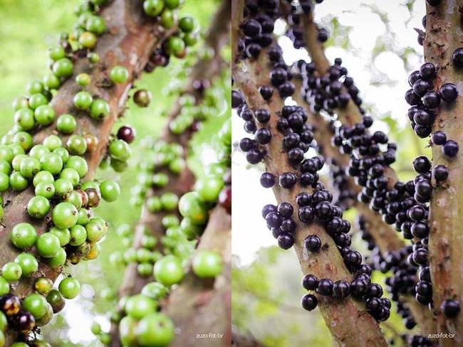 Some trees can also produce green berries.