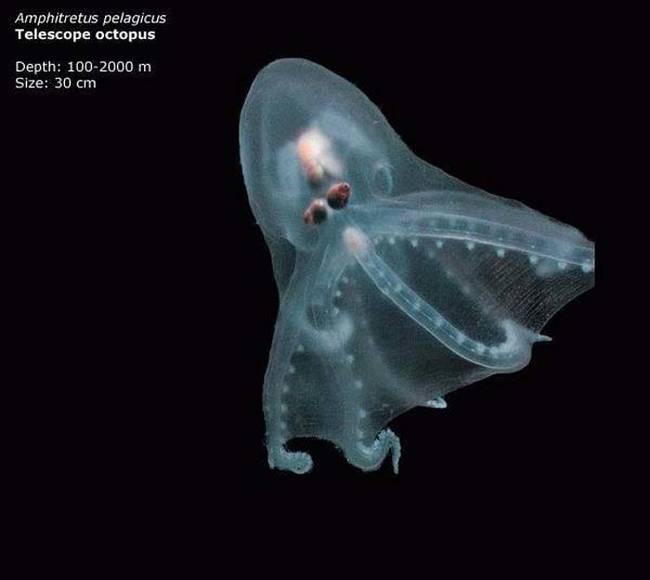 The nearly transparent Telescope Octopus.