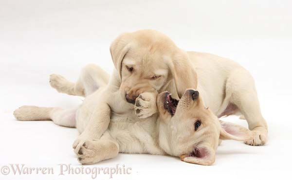 28.) Boy puppies let girl puppies win in play fights.