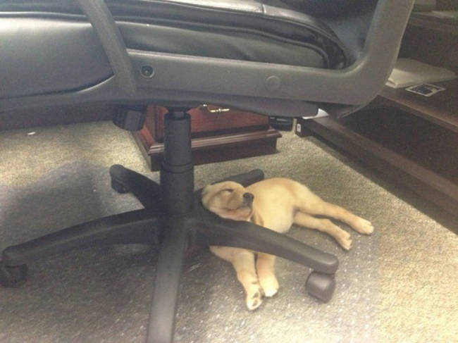 All work and no play makes for one sleepy pup.